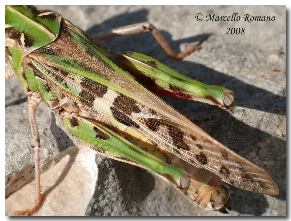 Insetti dalla Croazia: 13. Oedaleus decorus (Acrididae)
